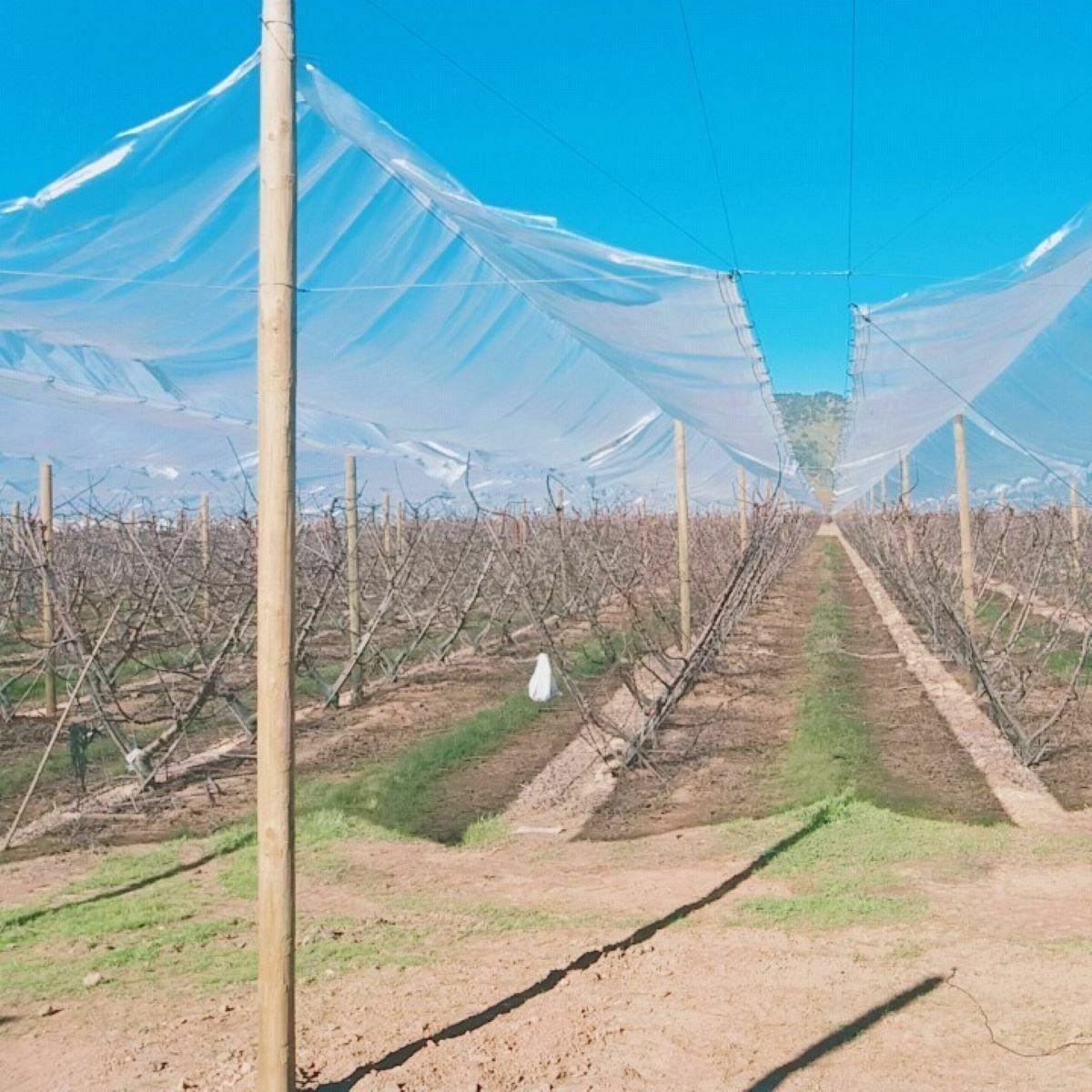 Mallas Plastificadas para Techo Frutal