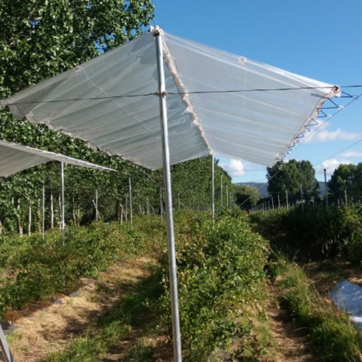 Postes Galvanizados Cabezal Frutal Arándanos y Cerezos - Imagen 2